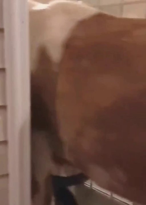Funny horse, Fun,cute