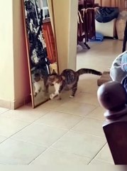 funnypets,fun,funnyfails,compilations,funnymoments,try-not-to-laugh,funnyAnimals