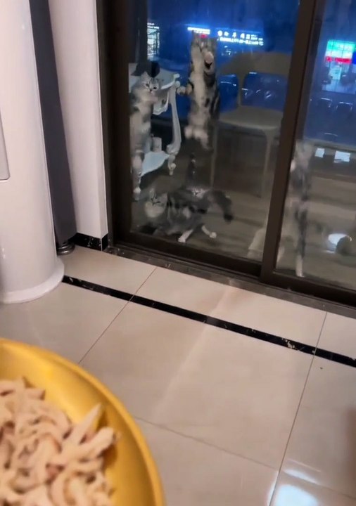 funnypets,fun,funnyfails,compilations,funnymoments,try-not-to-laugh,funnyAnimals