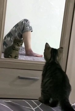 funnypets,fun,funnyfails,compilations,funnymoments,try-not-to-laugh,funnyAnimals
