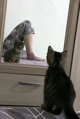 funnypets,fun,funnyfails,compilations,funnymoments,try-not-to-laugh,funnyAnimals