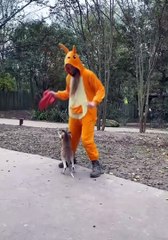 funnypets,fun,funnyfails,compilations,funnymoments,try-not-to-laugh,funnyAnimals