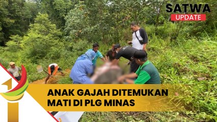 Anak Gajah Ditemukan Mati Di PLG Minas