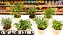 Herb Plants | How to Pick Fresh Herb Plants | Rajshri Food X Freshpik | Chef Ruchi Bharani