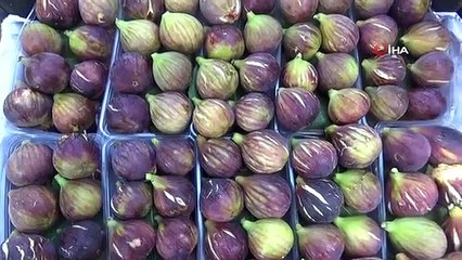 Havran Siyah İnciri Tescillendi, Hasat Mevsimi Başladı