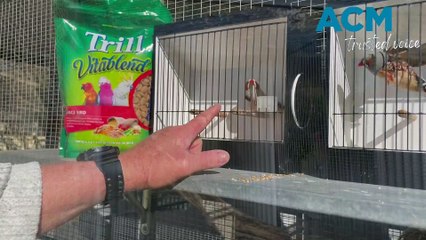Bill Sewell in Bathurst shows off his zebra finches