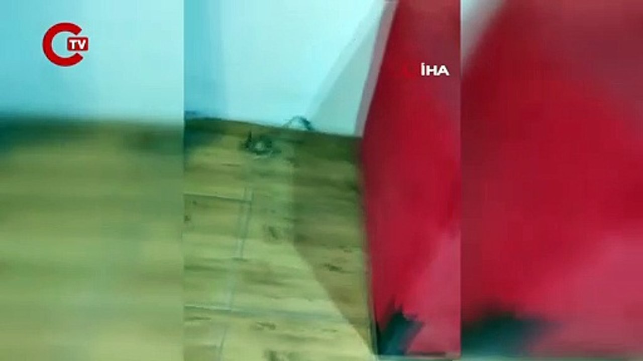 Kırmızı listede... Nesli tükenme tehlikesi altındaki Arap tavşanı Bayburt'ta görüldü!