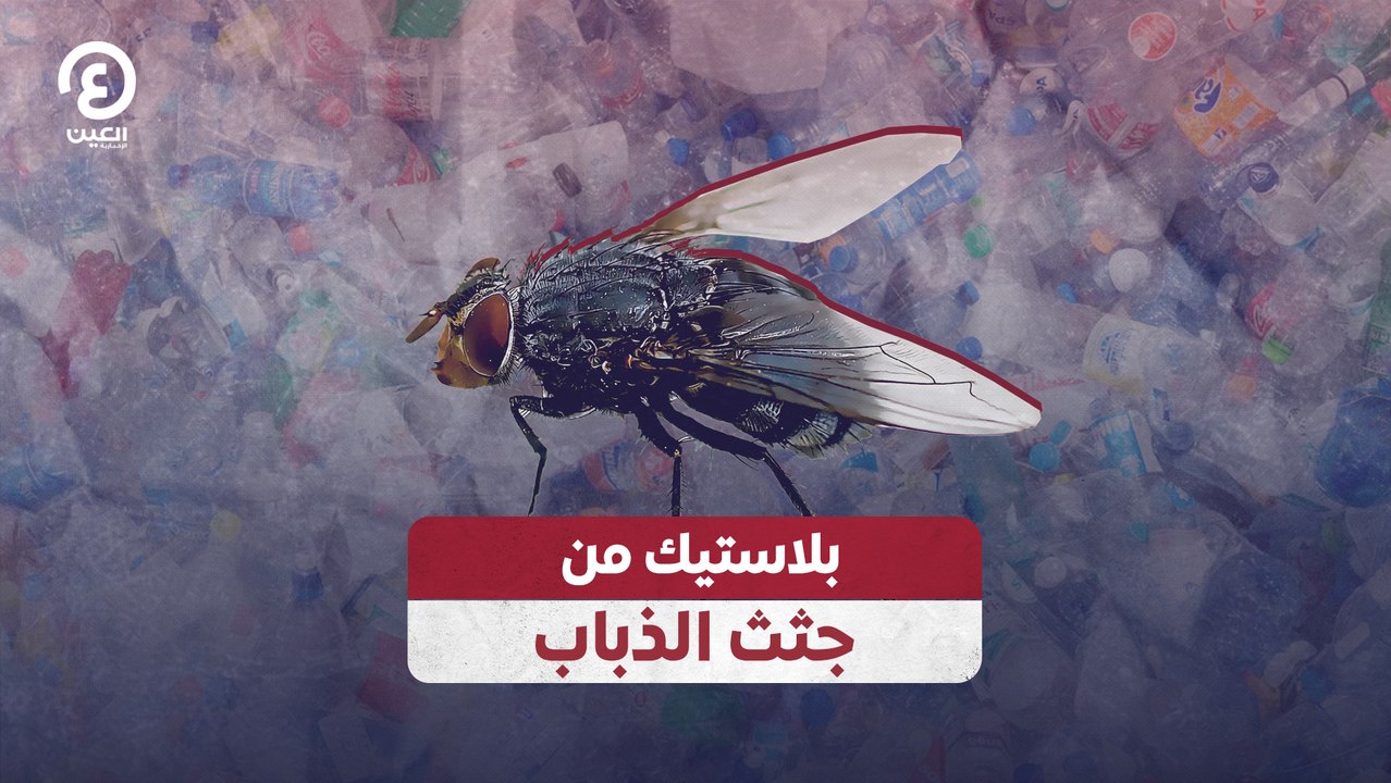 بلاستيك من جثث الذباب