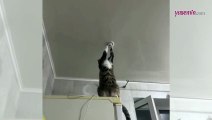 Lamba tamir eden kedi sosyal medyada gündem oldu! Adeta şaşkına çevirdi
