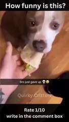 Funny Animals #shorts #memes #funnycats  #dankmemes #memedaily #viral  #funnyanimals #funnydogs