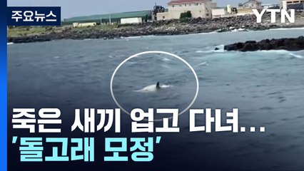 '돌고래 모정'...제주에서 죽은 새끼 업고 다니는 어미 발견 / YTN