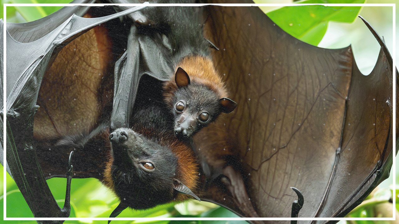 Zoo Schönbrunn freut sich über dreifachen Nachwuchs bei Flughunden