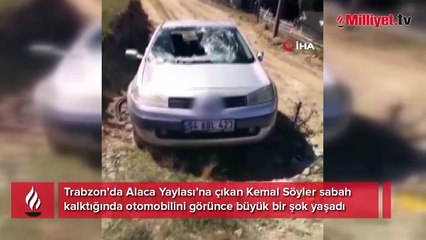 Ayılar otomobili parçaladı! Araç sahibine sigorta şirketinden 2. şok