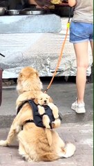 "Me derrito con ellos": Perrito causa ternura por la forma en que lleva a su cachorro