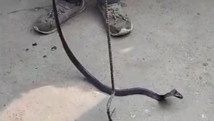 लखीमपुर: सोते समय युवक को जहरीले सांप ने डसा, हुई मौत