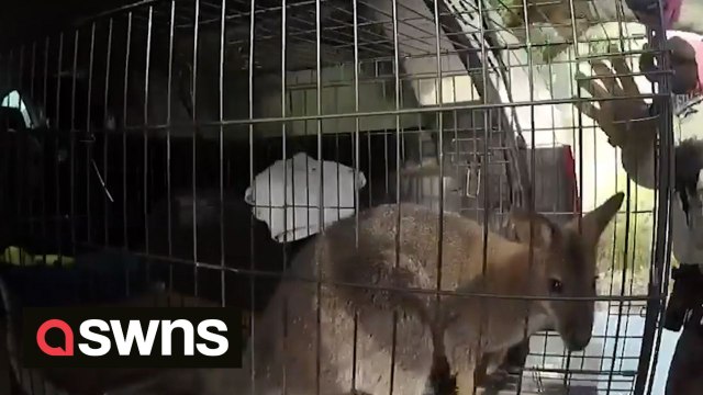 Runaway wallaby sends Arizona sheriff's deputies on 40-minute chase