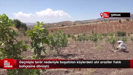 Geçmişte terör nedeniyle boşaltılan köylerdeki atıl araziler fıstık bahçesine dönüştü