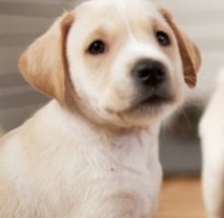 Pourquoi les chiens lèchent-ils leur maître ?