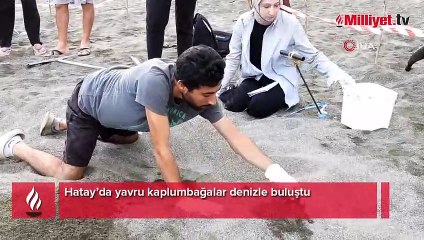 Yavru kaplumbağalar Akdeniz’in mavi sularıyla buluştu