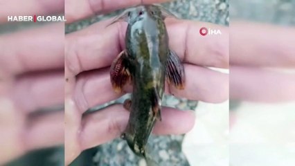 Habur Çayı'nda 'İğneli bodur yayın balığı' amatör balıkçıların ağına takıldı