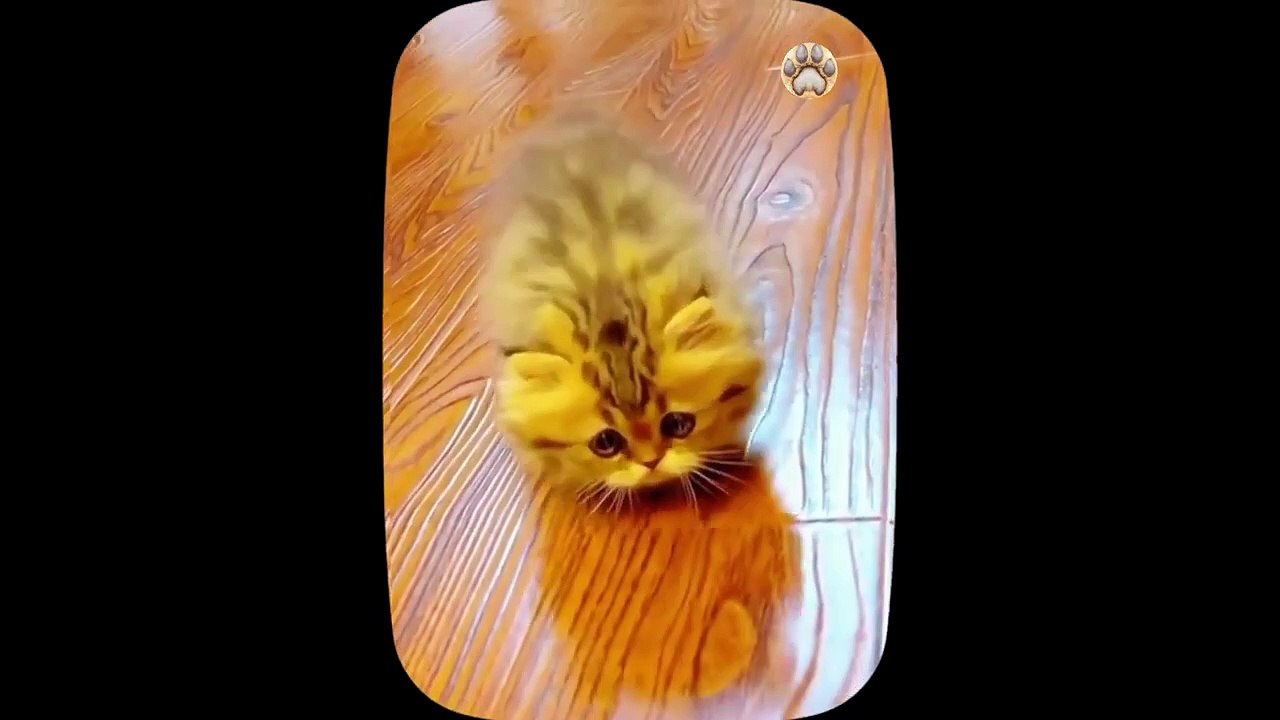 Cute little cat  animals 2023 _ Part 34