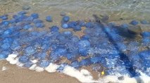 Foça sahillerinde denizanası yoğunluğu