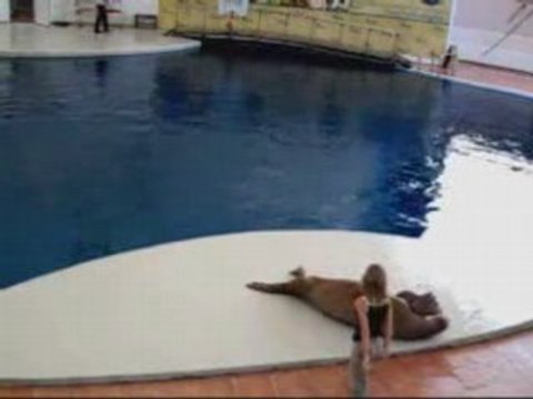 Le morse qui danse Smooth criminal de Michael Jackson...