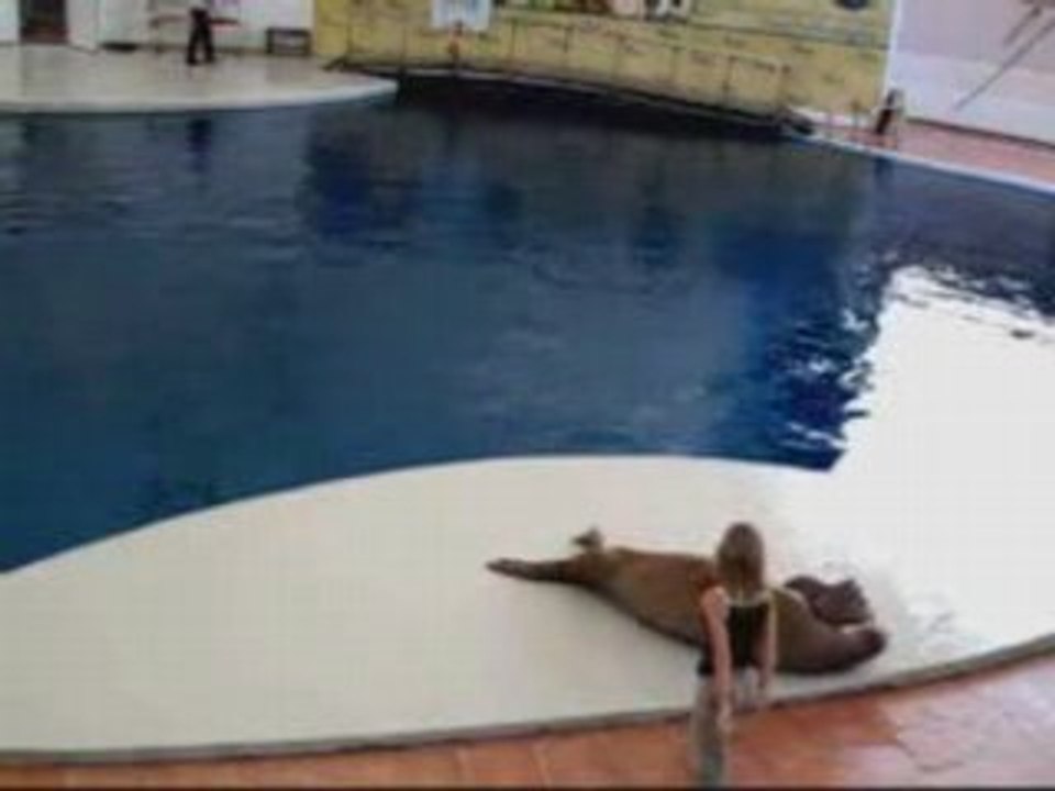 Le morse qui danse Smooth criminal de Michael Jackson...