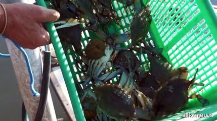 La minaccia del granchio blu, il "killer dei mari" in Italia