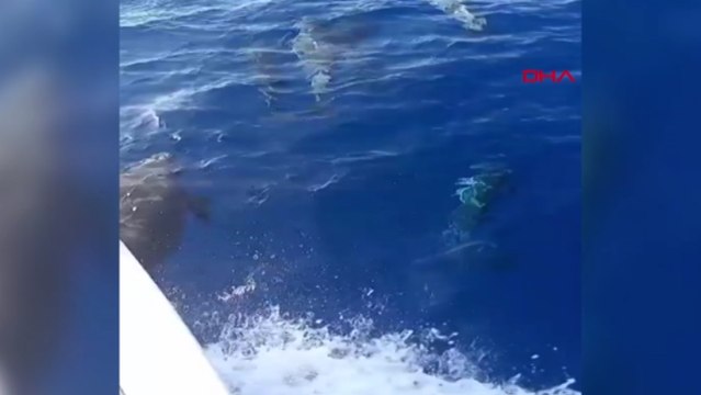 Yunus sürüsünün gösterisi görüntülendi