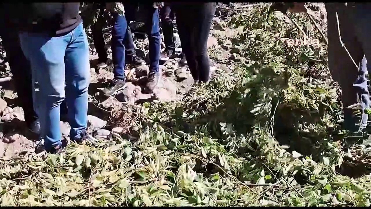 À Artvin, la coopérative de développement agricole de la municipalité de Şavşat transforme les plantes récoltées dans la nature et contribue à l'économie de Şavşat