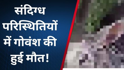 बाराबंकी: संदिग्ध परिस्थितियों में आवारा गोवंश की मौत, ग्रामीणों ने लगाया पीट-पीट कर मारने का आरोप