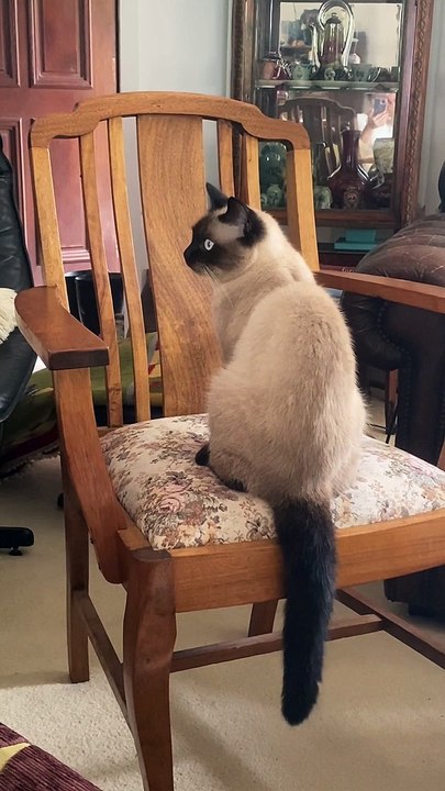 A Feline Faceoff