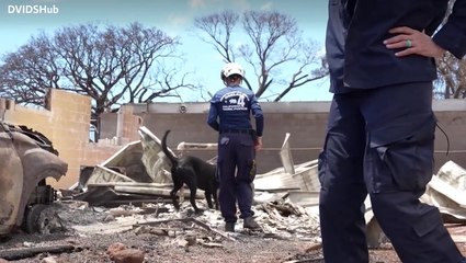 Hawaii wildfires: K9 teams sift through ashes in desperate search for missing