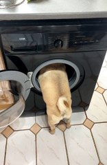 Biggie the Pug Helps with Laundry