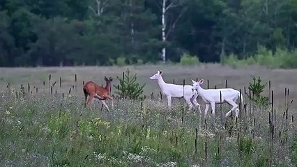 Twin Albino Buck et Doe partagent un doux moment