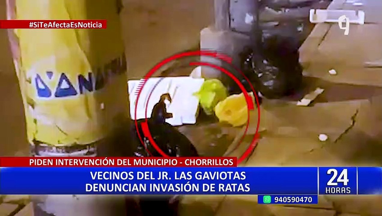 Plaga de ratas en Chorrillos: vecinos del jirón Las Gaviotas denuncian ...