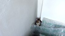 Cat Hides and Plays from His Hiding Place
