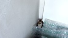 Cat Hides and Plays from His Hiding Place