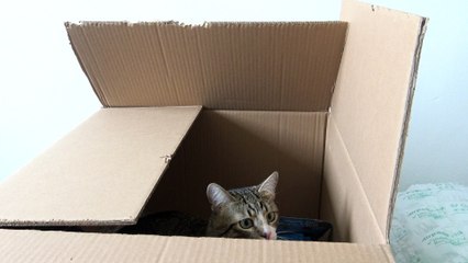 Sweet Funny Cat Loves to Hide (1)