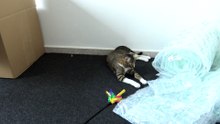 This Cat Is too Lazy to Play (3)