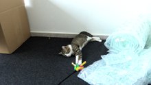 This Cat Is too Lazy to Play (4)