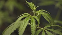 Alemania da el primer paso para regular la posesión de Cannabis