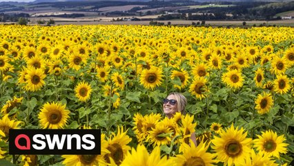 Farmer grows 250,000 sunflowers to make trail