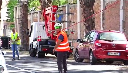 ALBERI CIRCONVALLAZIONE, DA DOMANI VIA AI TEST