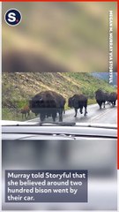 Couple Have Intense Close Encounter With Bison Herd in Yellowstone