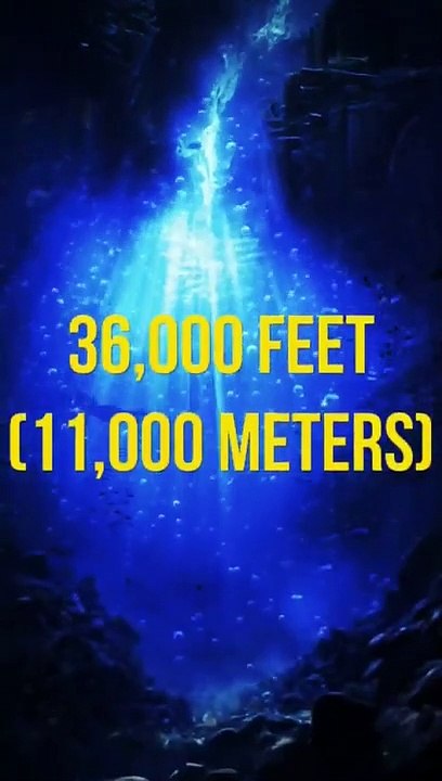 Can a Whale Reach the Mariana Trench’s Depths-