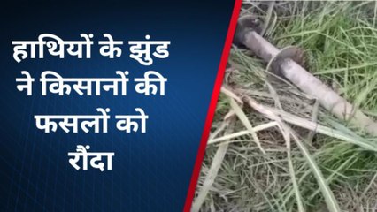 बिजनौर: हाथियों के झुंड ने खेतों में मचाया कोहराम, कई किसानों की फसल बर्बाद