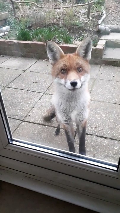 The Most Polite Visitor