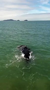 Vídeo: baleias ameaçadas de extinção são flagras no litoral paranaense; assista
